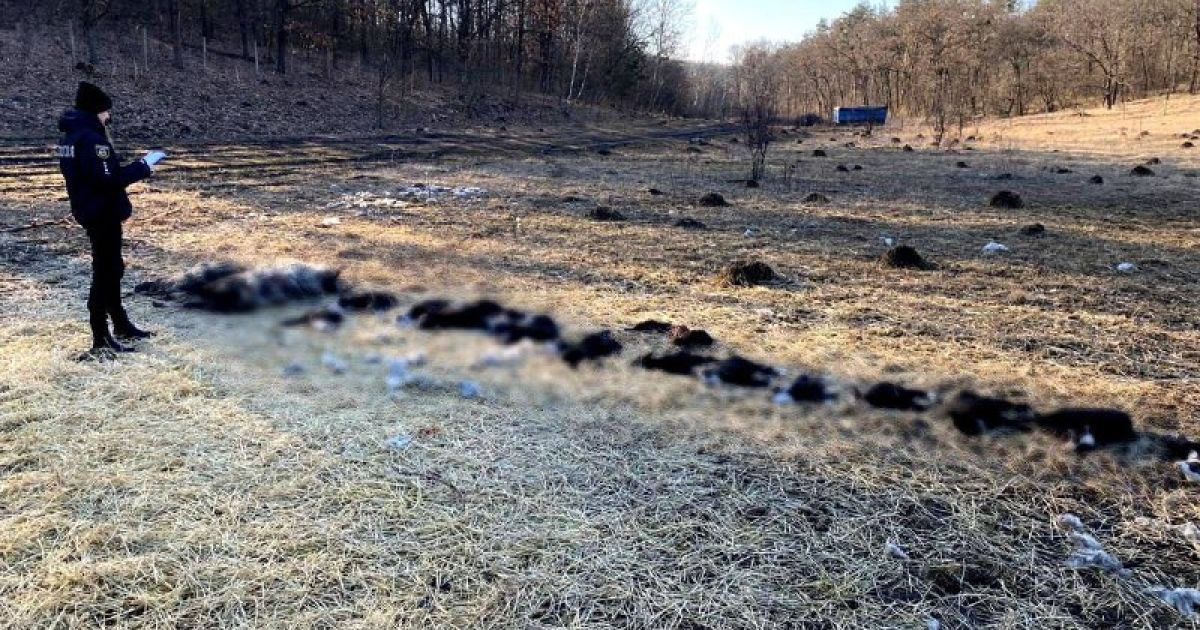 У полі на Київщині виявили кілька десятків мертвих овець: що сталося