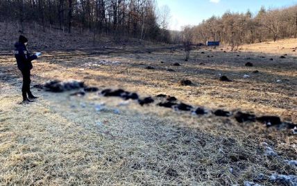 В поле на Киевщине обнаружили несколько десятков мертвых овец: что случилось