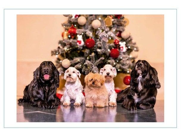 Різдвяна листівка королеви Софії та екскороля Хуан Карлоса, фото: Casa Real