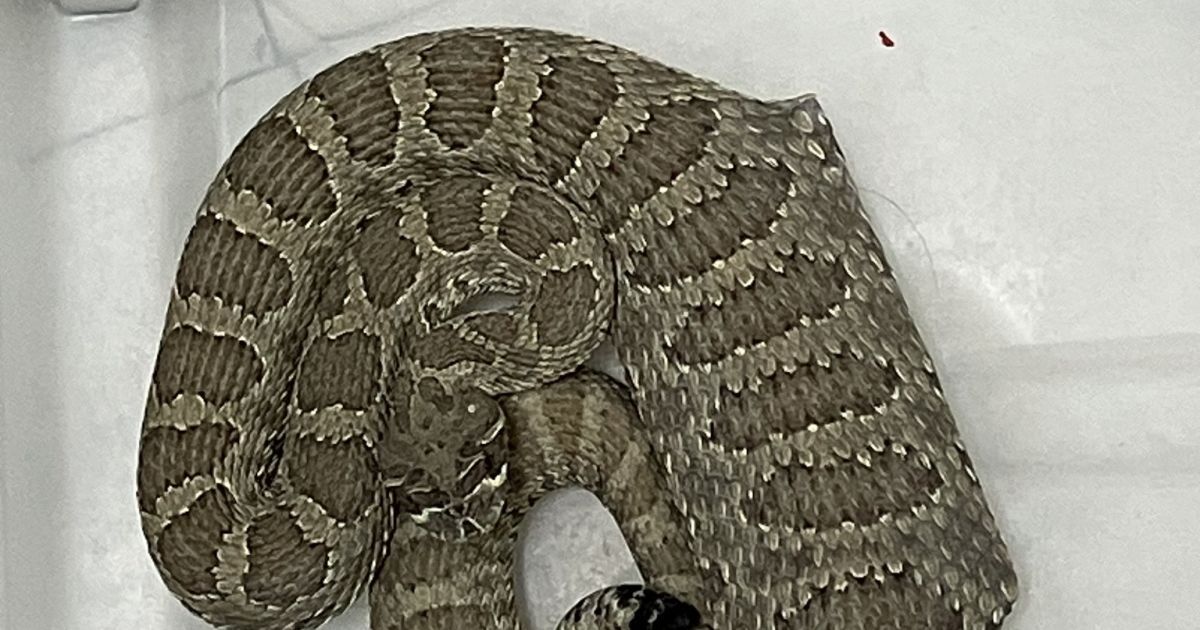 Reptile Rescue: Rattlesnake Swallows Mouse in Mousetrap