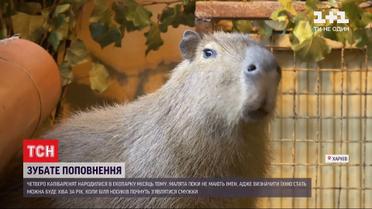 Капибаров в харьковском зоопарке назовут через год, когда у них появятся полоски у носов