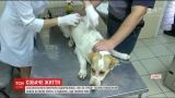 Бізнес на псах: приватні підприємці у Дніпрі за гроші позбувались вуличних собак