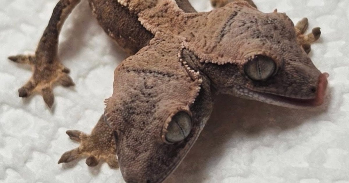 Гекон із двома головами. Фото: Rockstar Geckos