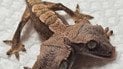 Гекон із двома головами. Фото: Rockstar Geckos