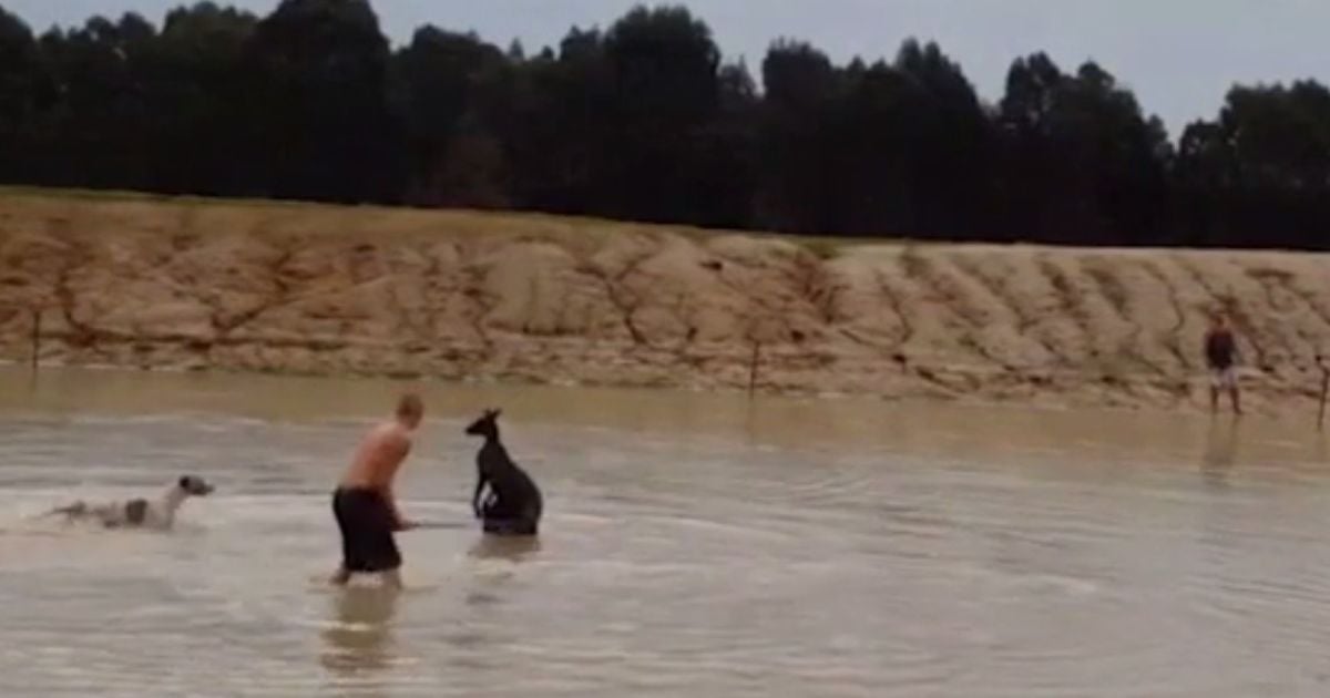 В Австралии осудили двух мужчин за жестокое убийство кенгуру