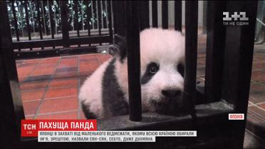 Японці всією країною обирали ім'я маленькій панді