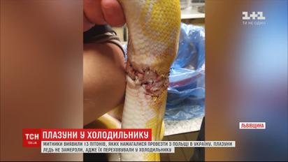 На пункте пропуска "Краковец-Корчева" остановили автомобиль с 13 змеями в холодильнике