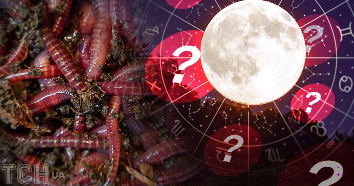 Крива повня хробака