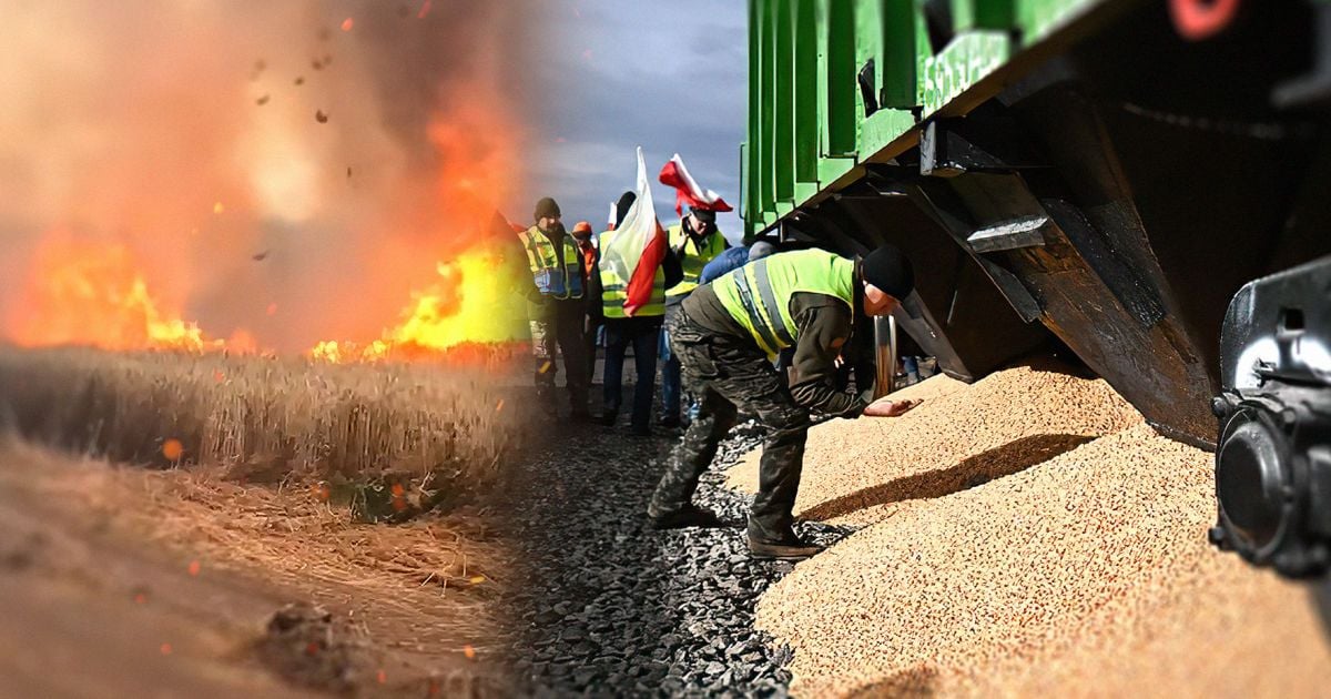 Польские фермеры высыпали украинскую кукурузу: Дональд Туск пообещал принять меры.