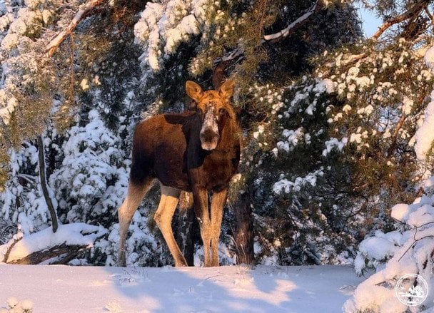 Лось у Чорнобильському заповіднику / © Павло Матейченко