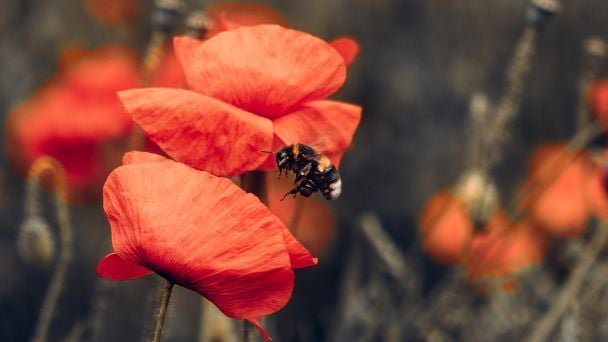  / © Pexels