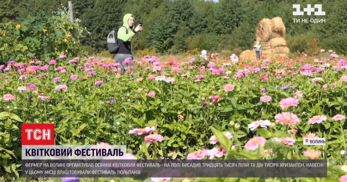 На Волині фермер висадив 30 тисяч лілій та дві тисячі хризантем і організував фестиваль