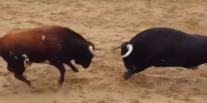 В Іспанії двоє биків убили один одного єдиним ударом