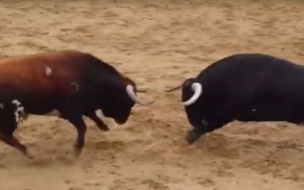 В Іспанії двоє биків убили один одного єдиним ударом