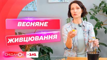 Весняне живцювання: Антоніна Лесик розповіла, все що потрібно робити навесні