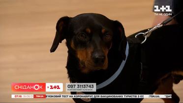 Такса Боня ищет любящую семью