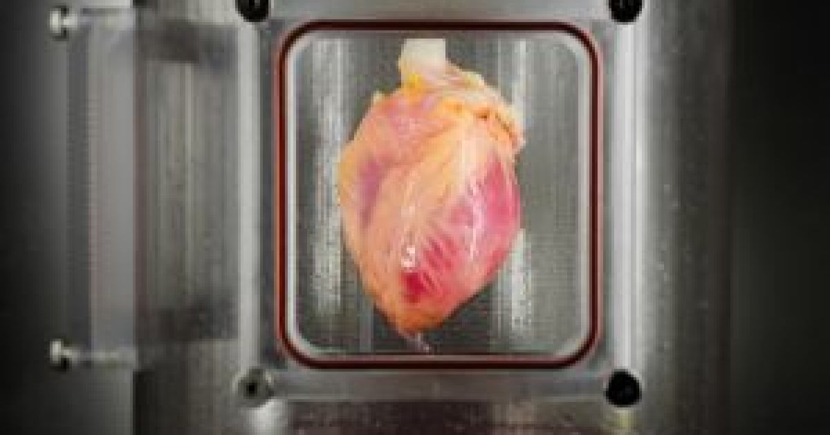 Ученые впервые "вырастили" человеческое сердце