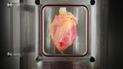 Ученые впервые "вырастили" человеческое сердце