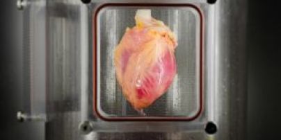 Учені вперше "виростили" людське серце