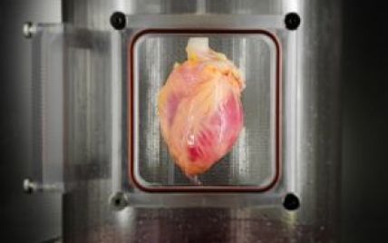 Ученые смогут регенерировать человеческое сердца по примеру морских анемонов