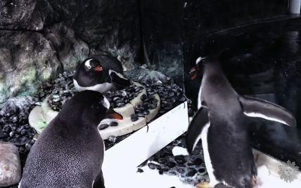У сіднейському акваріумі розповіли про дитинча пінгвінів-геїв