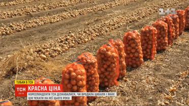 Красная цена: почему стоимость лука била рекорды и ждать ли подорожания снова