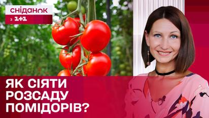 Время помидоров: Как лучше всего сеять рассаду?