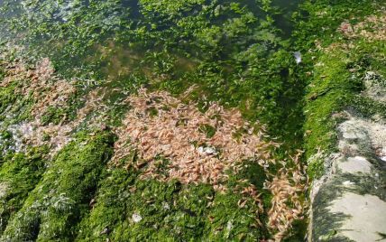 Зеленая вода и массовая гибель креветок: что происходит с лиманами Черного моря