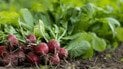 Висівання редиски у вересні