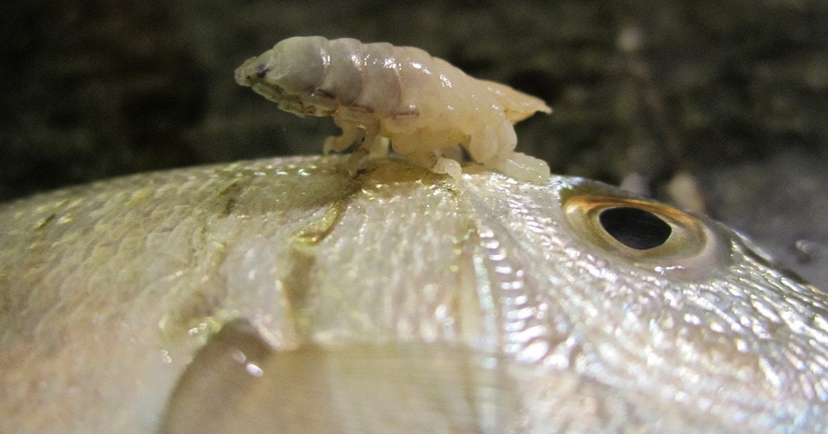 Cymothoa exigua. Фото: Marco Vinci/CC BY-SA 3.0