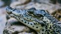 Аллигатор