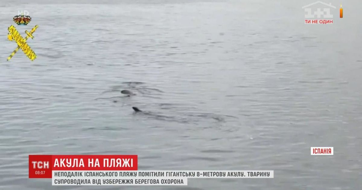 На іспанському пляжі, який спорожнів через карантин, помітили 8-метрову акулу