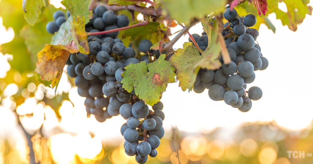 Гороскоп 16-22 сентября 2024 года