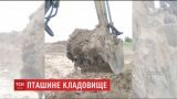 Потужний агрохолдинг створив звалище мертвої птиці у Київській області