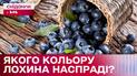 Сенсаційне відкриття: що не так з лохиною і до чого тут її колір?
