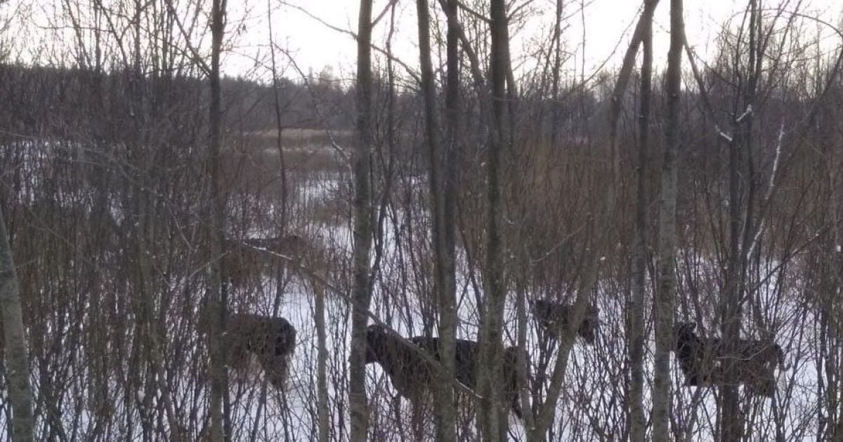 Як зимують здичавілі корови у Чорнобильському заповіднику