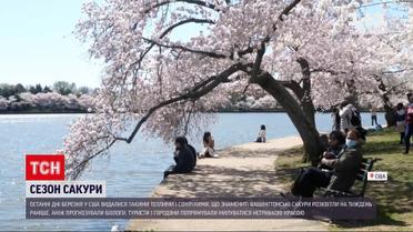 Новини світу: до Вашингтона з'їжджаються натовпи туристів через цвітіння сакур