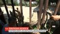 Три европейских зоопарка отправляют в дикую природу пятерых черных носорогов