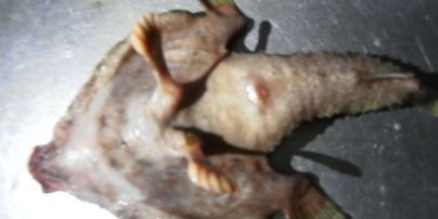 На Карибах выловили жуткую рыбу с ногами и человеческим носом