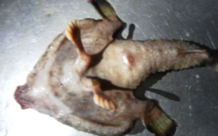 На Карибах выловили жуткую рыбу с ногами и человеческим носом