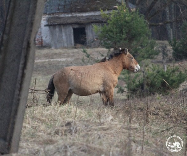Коні Пржевальського під Чорнобилем / © Чорнобильський радіаційно-екологічний біосферний заповідник