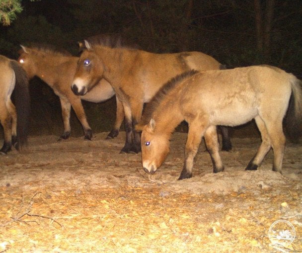 Коні Пржевальського під Чорнобилем / © Чорнобильський радіаційно-екологічний біосферний заповідник