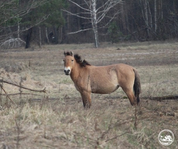 Коні Пржевальського під Чорнобилем / © Чорнобильський радіаційно-екологічний біосферний заповідник