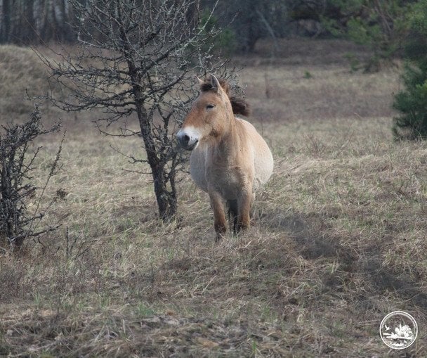 Коні Пржевальського під Чорнобилем / © Чорнобильський радіаційно-екологічний біосферний заповідник