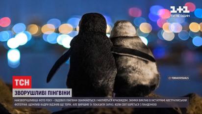 Австралийский фотограф выложил трогательные фото с пингвинами