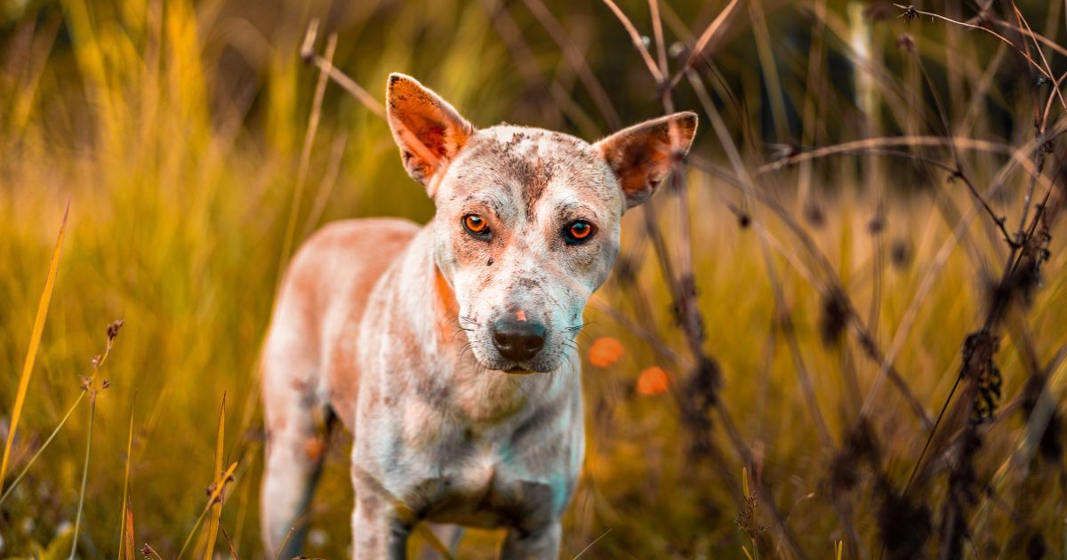 Шрам на всю жизнь: в Днепре собака покусала девочку за лицо