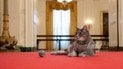 Как навсегда избавиться от запаха кошачьей мочи в доме