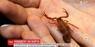 На борту скандальної американської авіакомпанії пасажира вжалив скорпіон