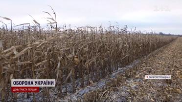 Поднятие цен, или банкротство: аграрный сектор Украины на грани из-за обстрелов и блекаутов