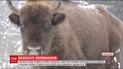 Жителей нескольких сел насторожило рождения пятерых зубрят в парке "Соколевские Бескиды"